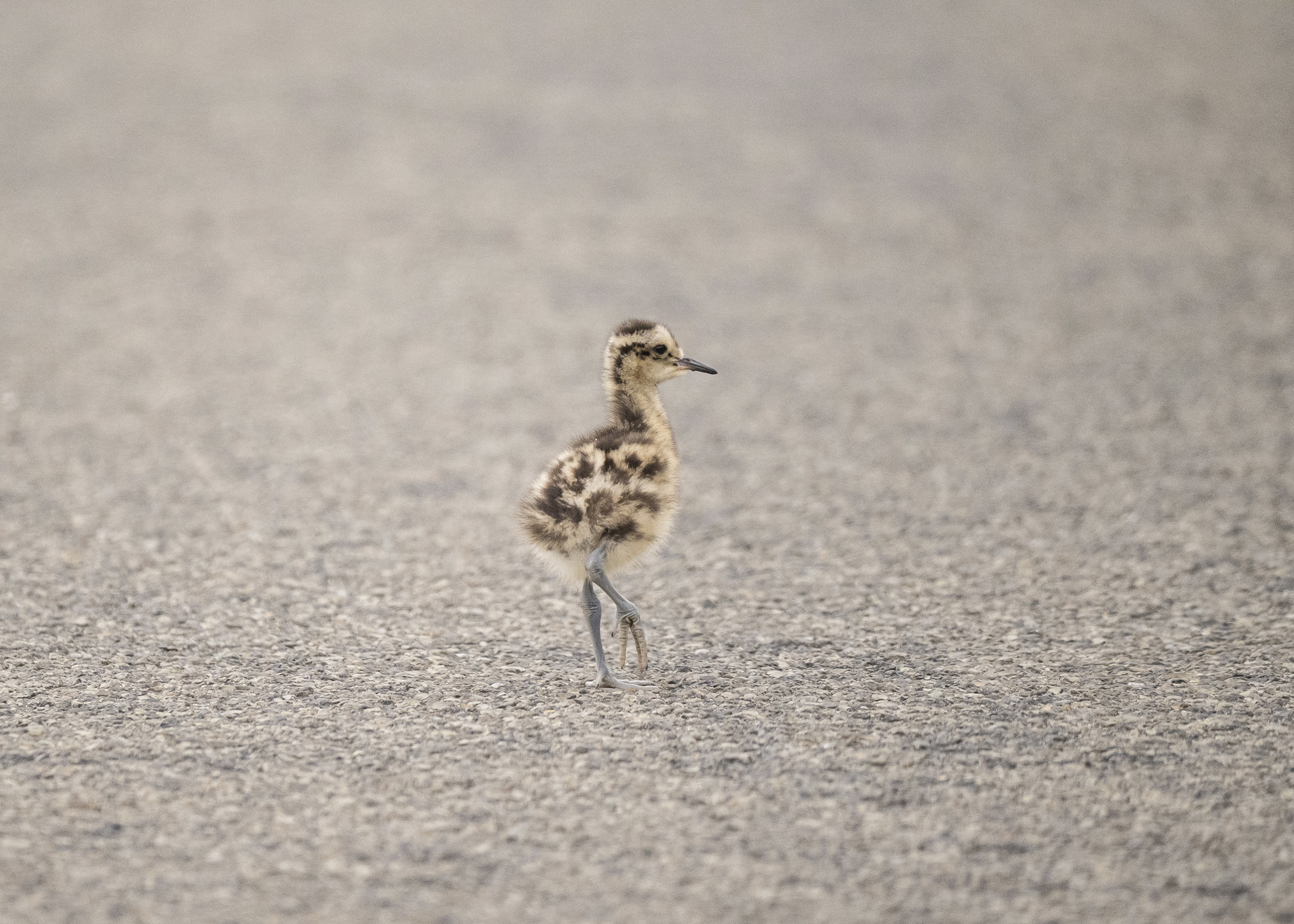 Curlew Chicks Returned to Fermanagh Following Wildfire Rescue