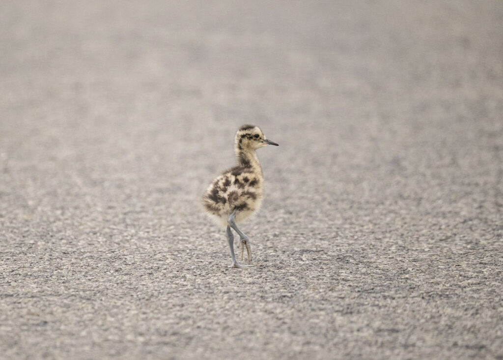 Eurasian curlew Numenius arquata, chick walking on track, Orkney Islands, Scotland, June 2025