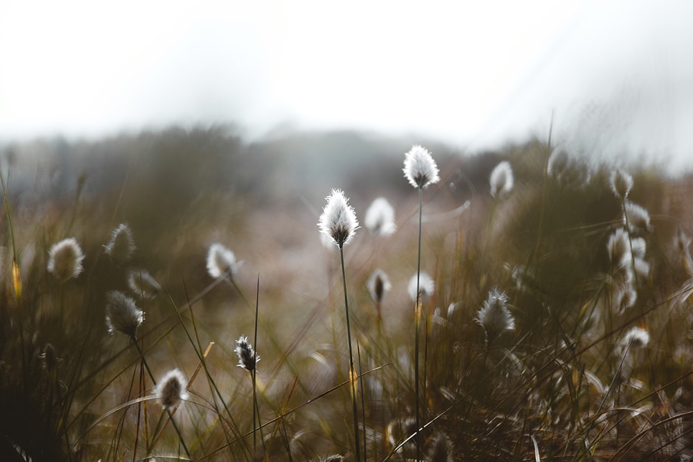 One Landscape, Three Missions: How RSPB NI is Leading the Charge for a Wild Recovery