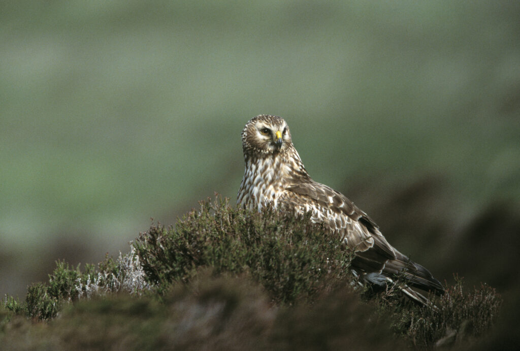 Hen harrier Circus cyaneus, adult female perched on heather, Loch Gruinart RSPB reserve, Islay, June 2002