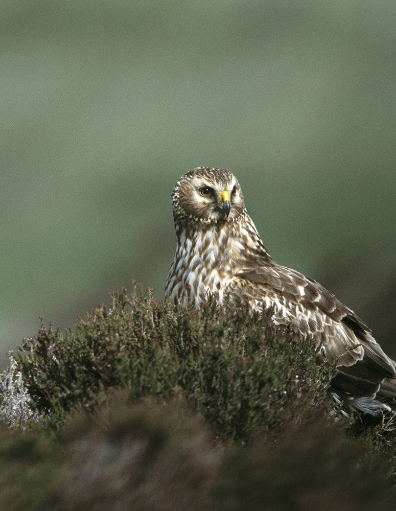 Hen harrier Circus cyaneus, adult female perched on heather, Loch Gruinart RSPB reserve, Islay, June 2002