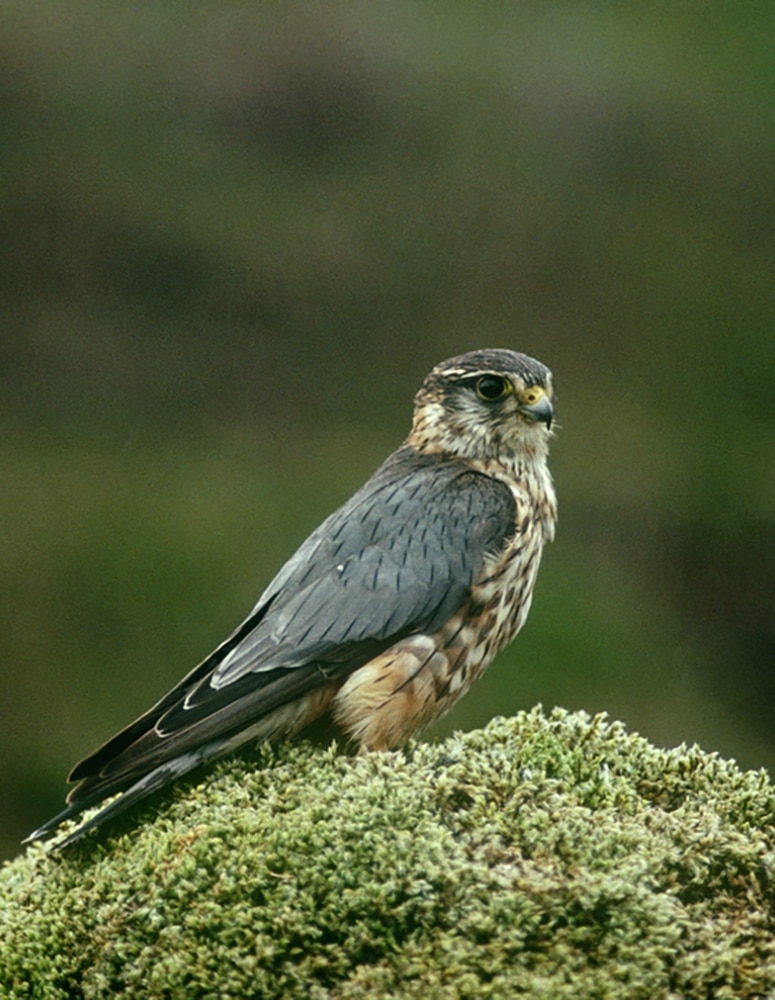 merlin male perched on moss covered vantage point