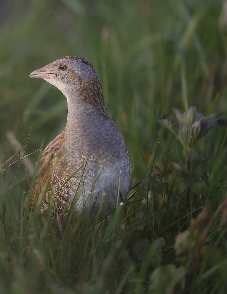 Image in trio Corncrake calling - Northcoast nature