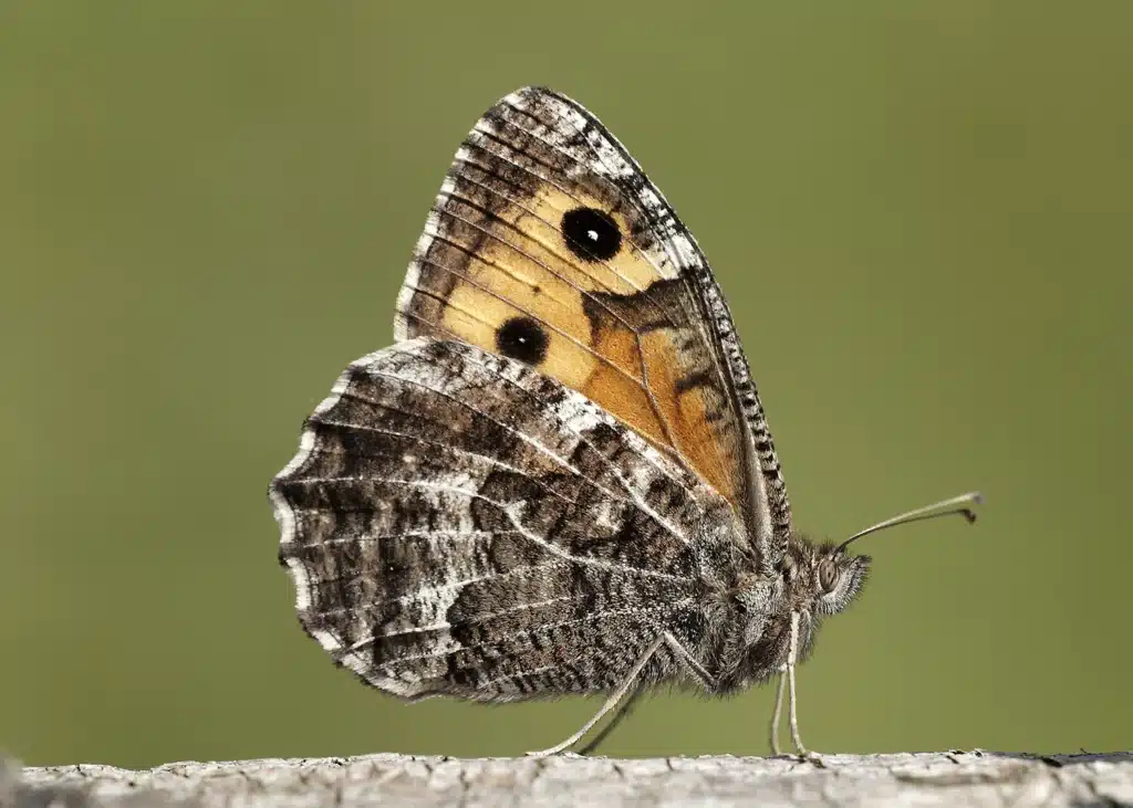 Grayling by Iain H Leach