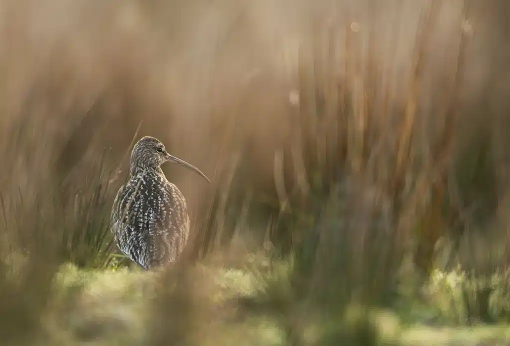 A common curlew Numenius arquata, adult in grassland in County Durham