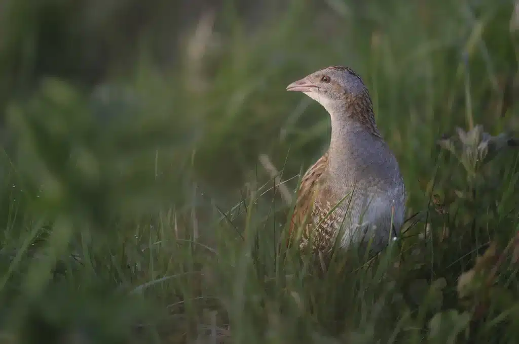 PeacePlus Nature Corncrake Project: Insight to Action, Giving Corncrake a Home in NI