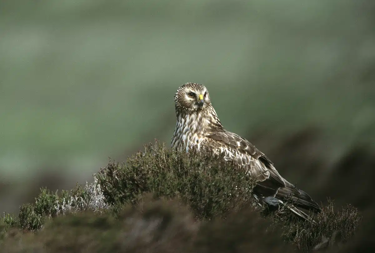 Major new nature restoration project to deliver significant benefits for Sliabh Beagh