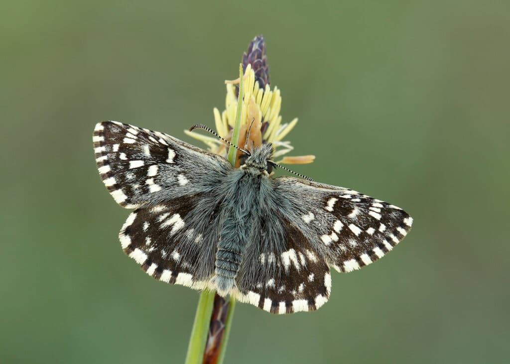 New butterfly brigade to help save Northern Ireland’s rare and beautiful species 