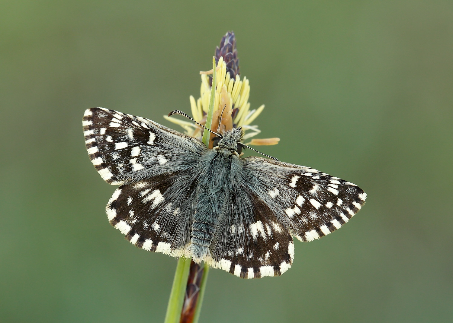 New butterfly brigade to help save Northern Ireland’s rare and beautiful species 