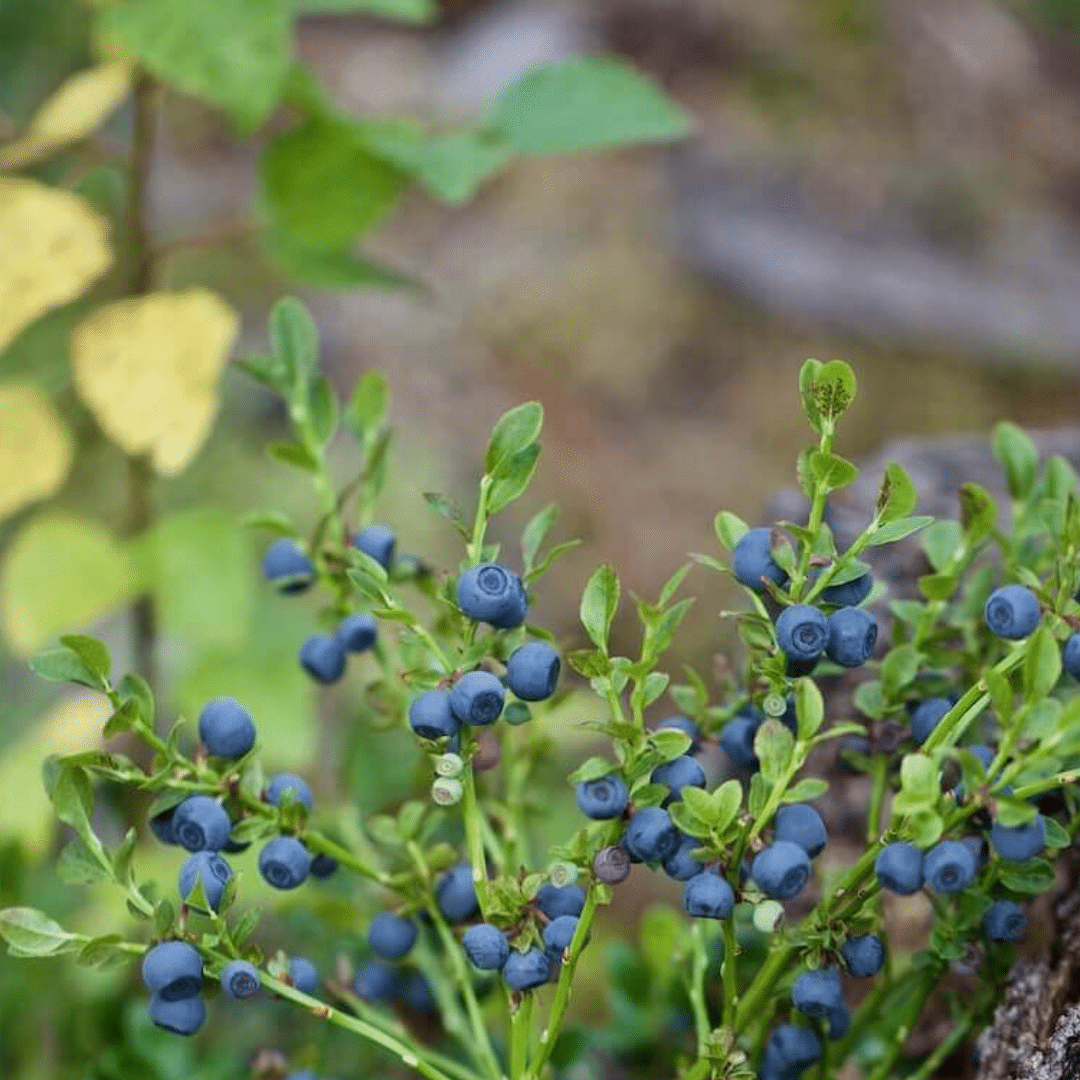 Celebrating Bilberry Sunday with RSPB NI’s Peatland Team
